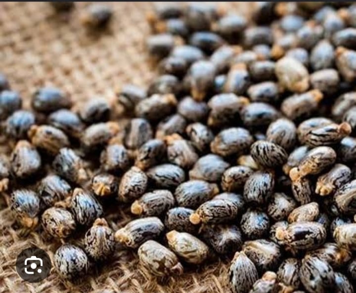 Oil Seeds