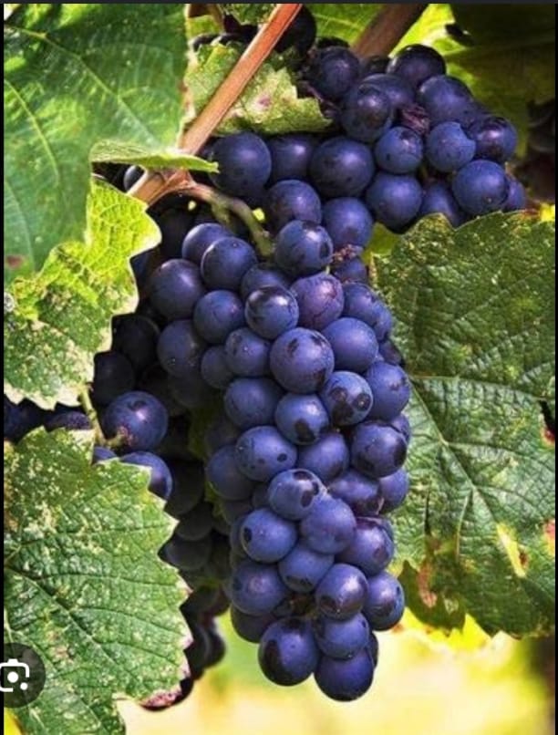 Blue Grapes