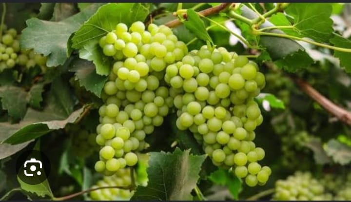Green Grapes