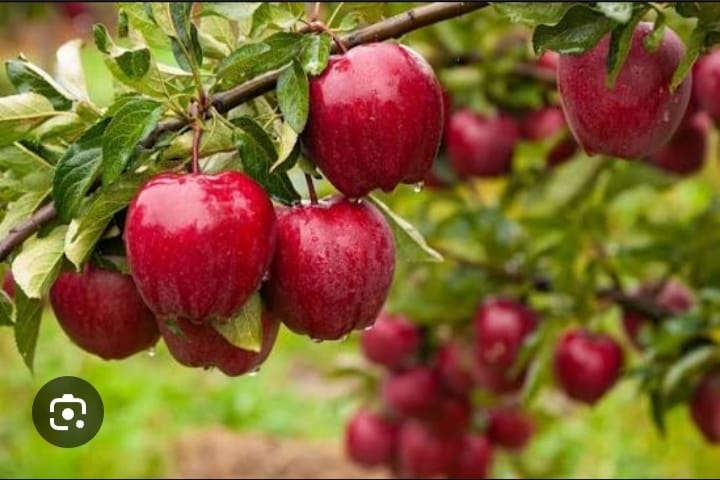Kashmiri Apples