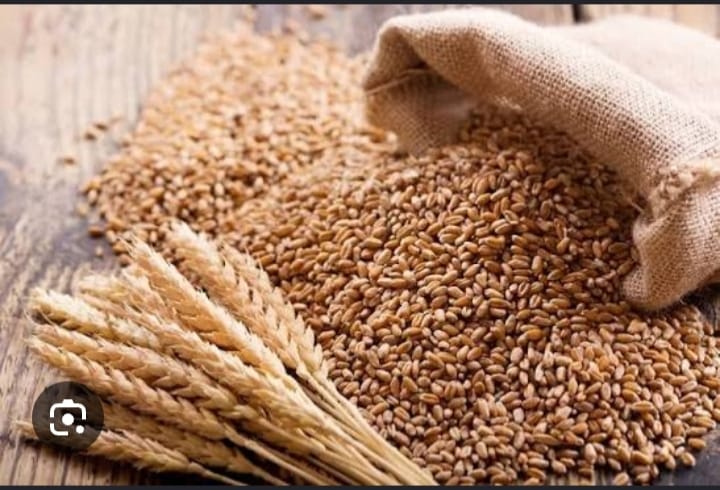 Wheat