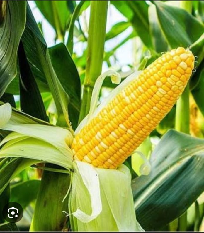 Sweet Corn